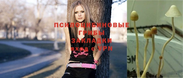 прущие грибы Михайловск