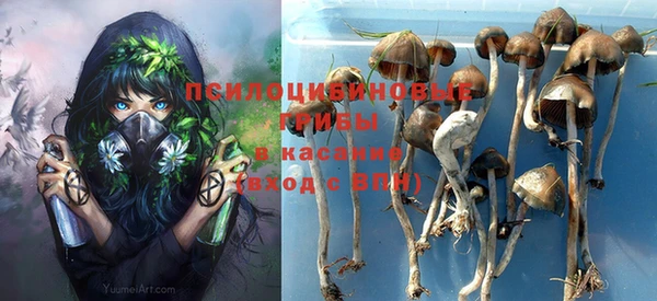 прущие грибы Медногорск